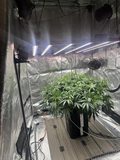 A man and his plants (Pannie). Week 7