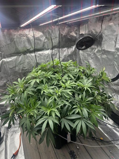 A man and his plants (Pannie). Week 7