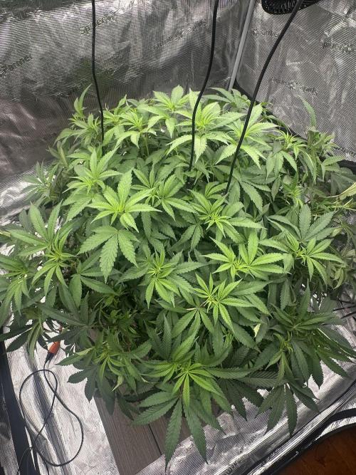 A man and his plants (Pannie). Week 7