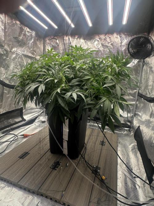 A man and his plants (Pannie). Week 7