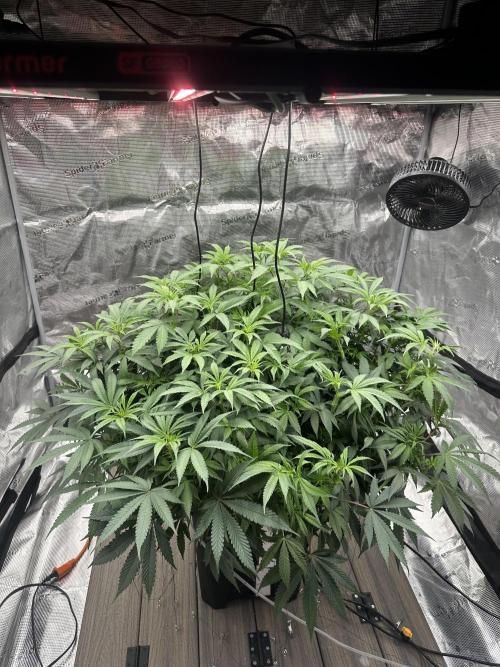 A man and his plants (Pannie). Week 7