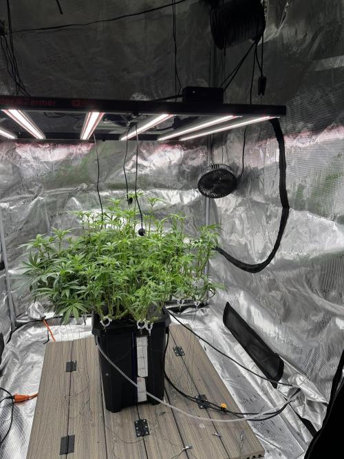 A man and his plants (Pannie). Week 9