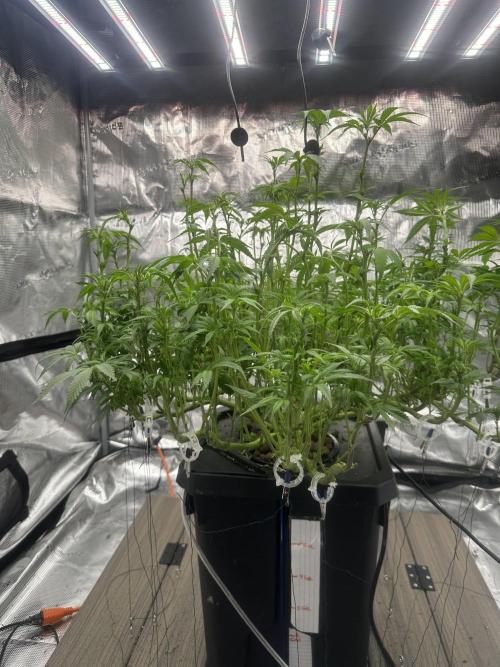 A man and his plants (Pannie). Week 9