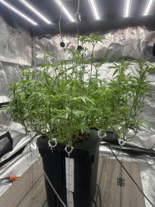 A man and his plants (Pannie). Week 9