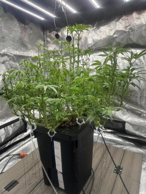 A man and his plants (Pannie). Week 9