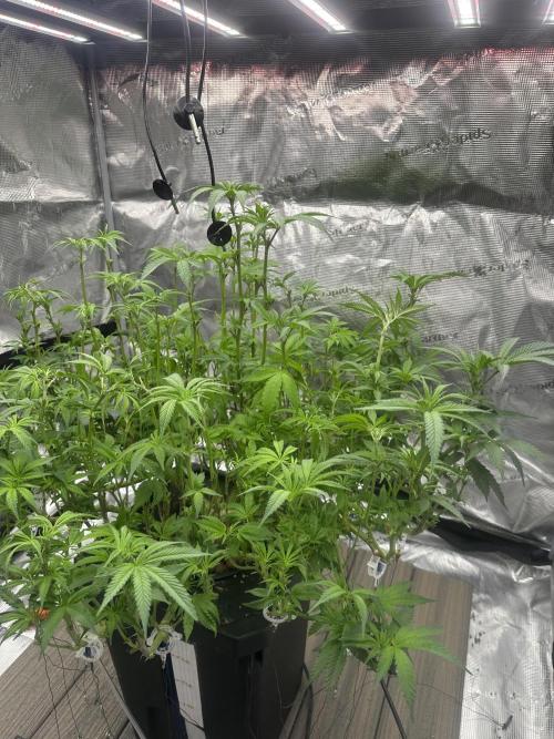 A man and his plants (Pannie). Week 9