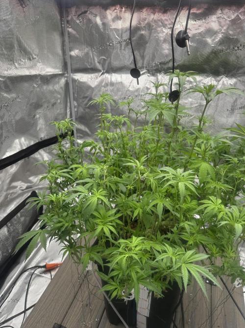 A man and his plants (Pannie). Week 9