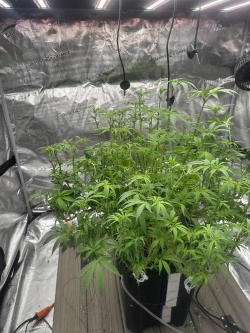 A man and his plants (Pannie). Week 9