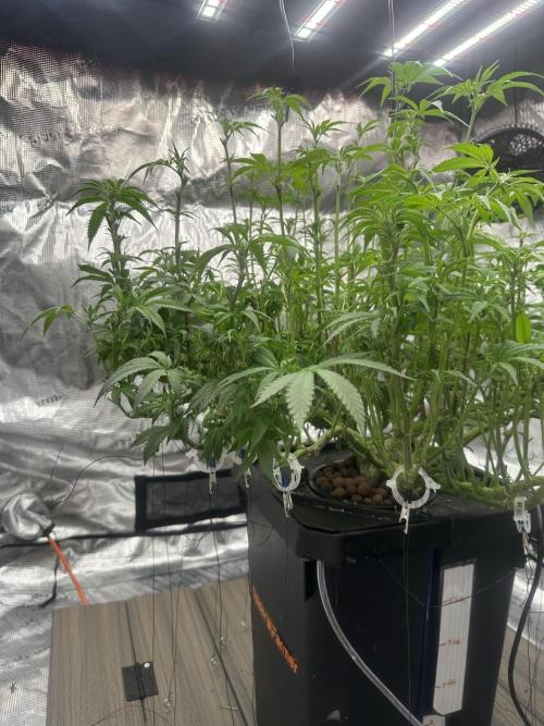 A man and his plants (Pannie). Week 9