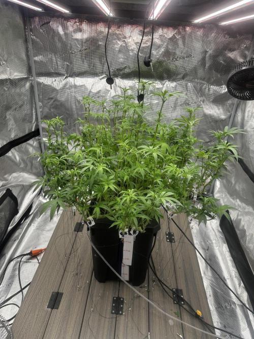 A man and his plants (Pannie). Week 9