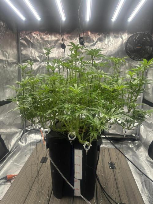 A man and his plants (Pannie). Week 9