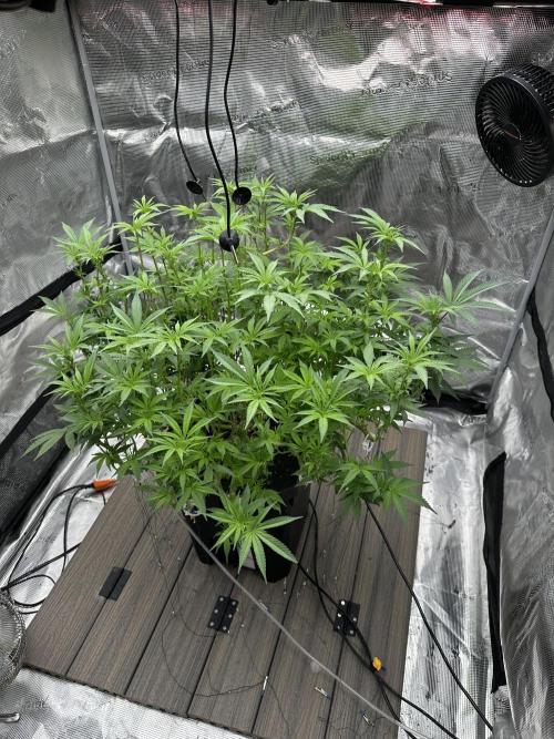 A man and his plants (Pannie). Week 9