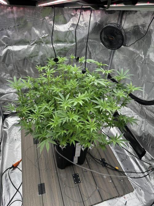 A man and his plants (Pannie). Week 9