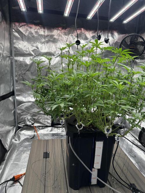 A man and his plants (Pannie). Week 9