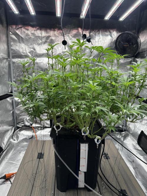 A man and his plants (Pannie). Week 9