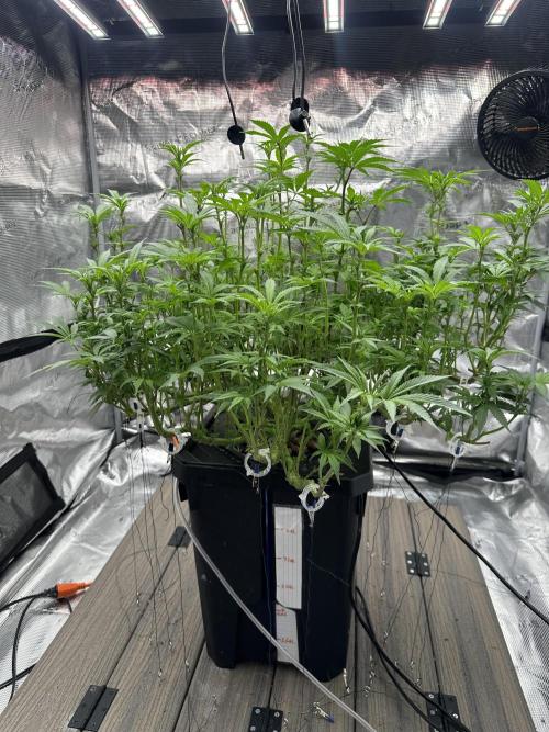 A man and his plants (Pannie). Week 9