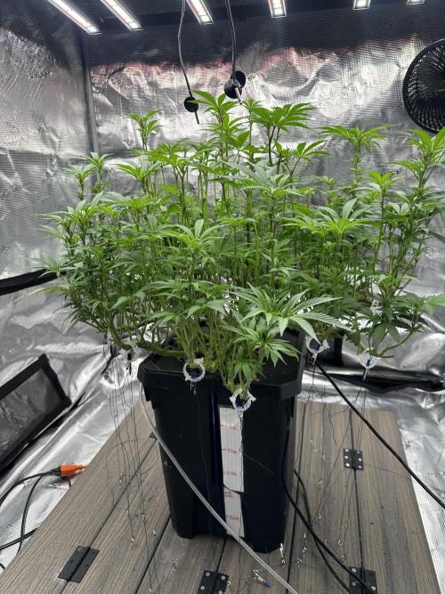 A man and his plants (Pannie). Week 9