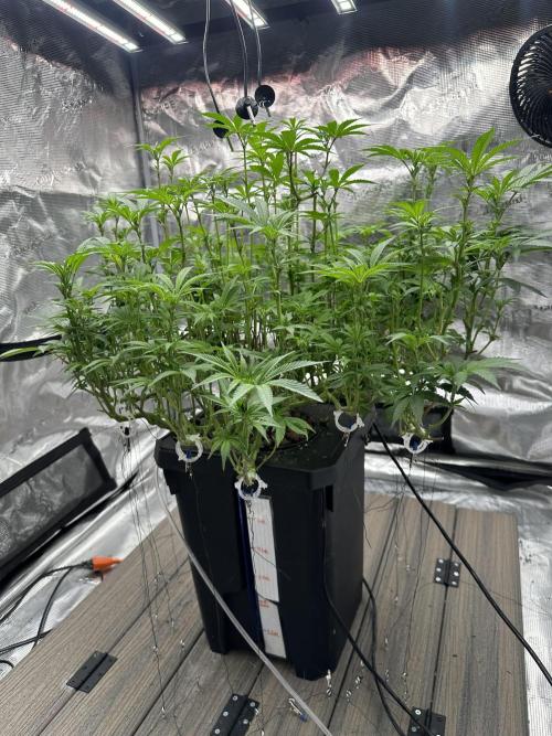 A man and his plants (Pannie). Week 9