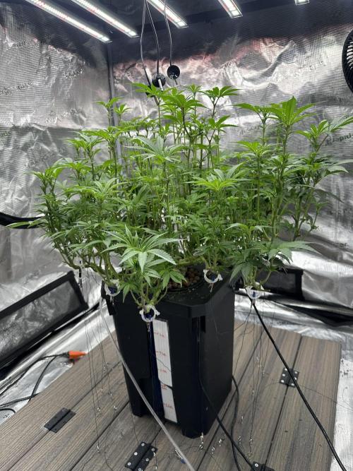 A man and his plants (Pannie). Week 9