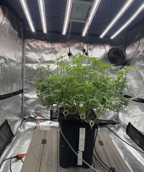 A man and his plants (Pannie). Week 9