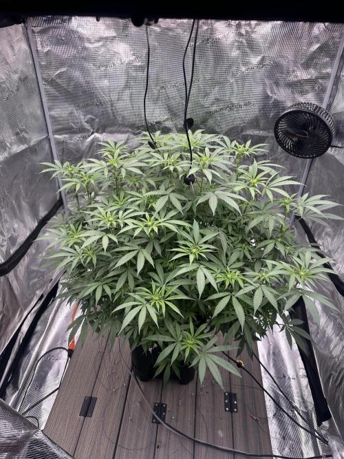 A man and his plants (Pannie). Week 9