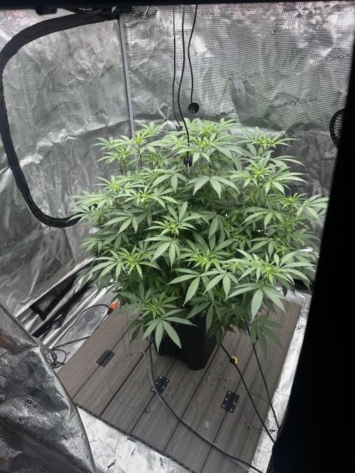 A man and his plants (Pannie). Week 9