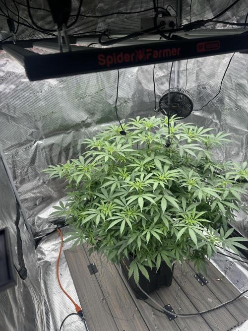 A man and his plants (Pannie). Week 9