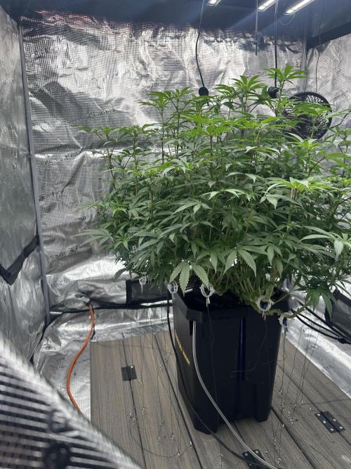 A man and his plants (Pannie). Week 9