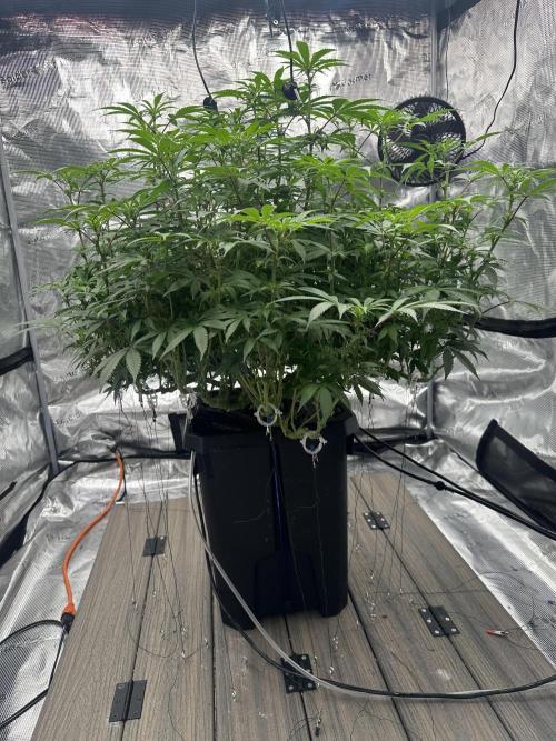 A man and his plants (Pannie). Week 9