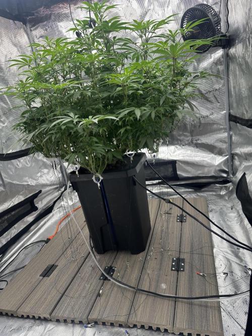 A man and his plants (Pannie). Week 9