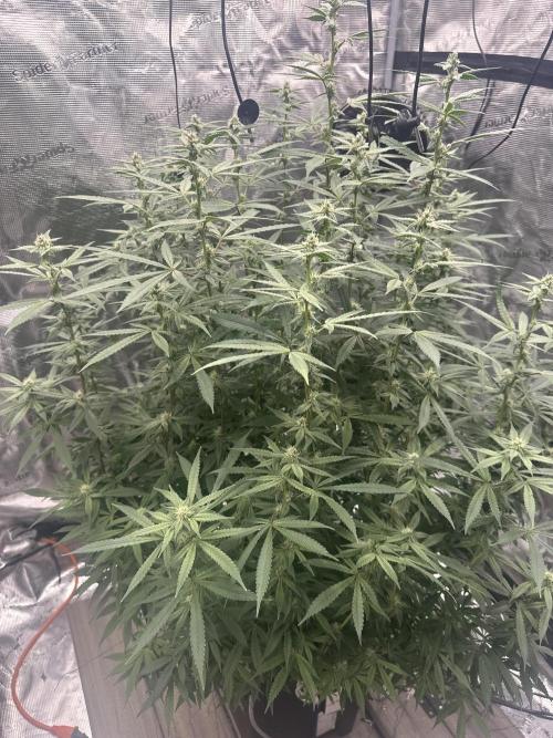 A man and his plants (Pannie). Week 11