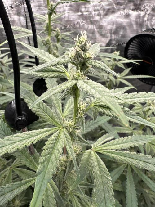 A man and his plants (Pannie). Week 11