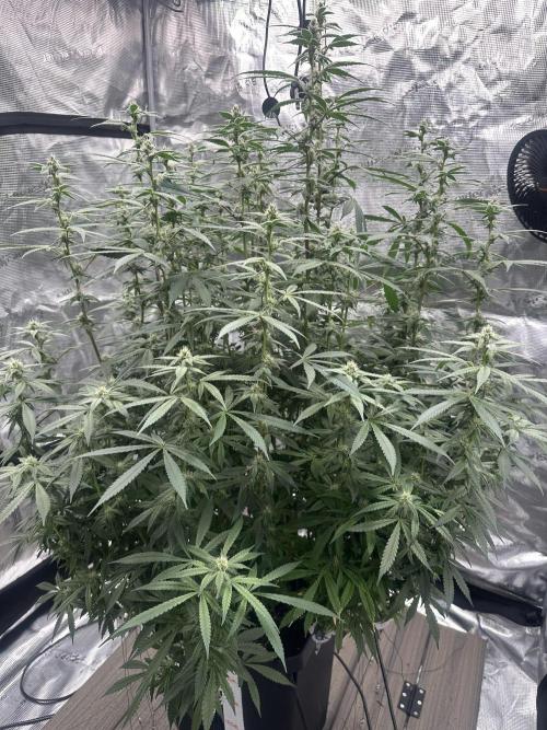 A man and his plants (Pannie). Week 11