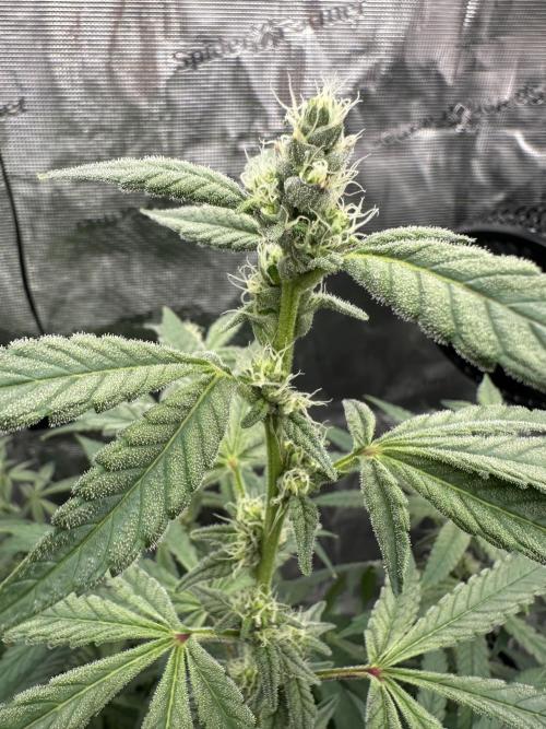 A man and his plants (Pannie). Week 11