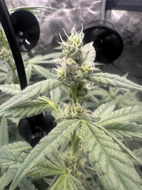 A man and his plants (Pannie). Week 11