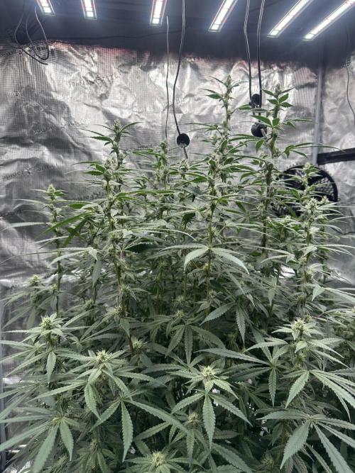 A man and his plants (Pannie). Week 11