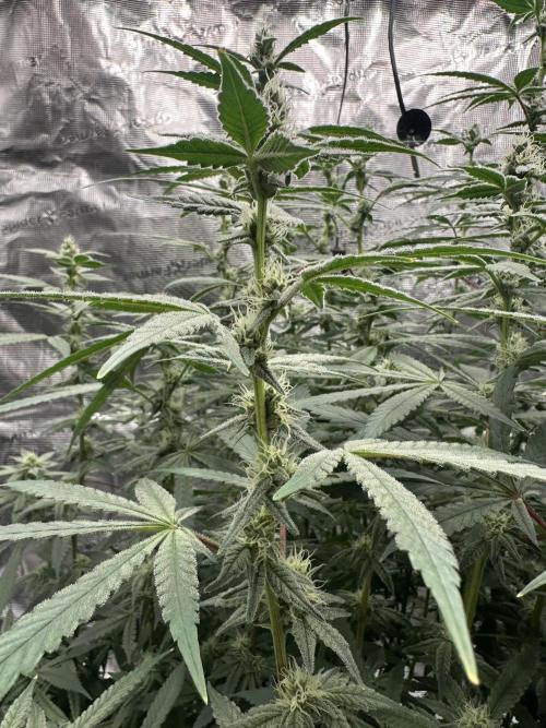 A man and his plants (Pannie). Week 11