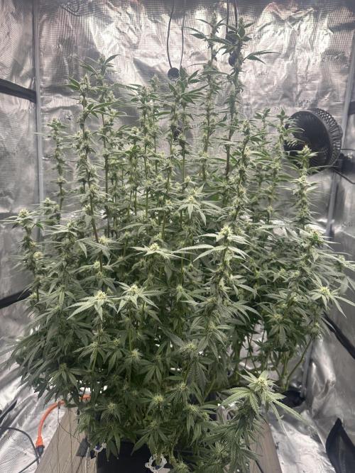 A man and his plants (Pannie). Week 11