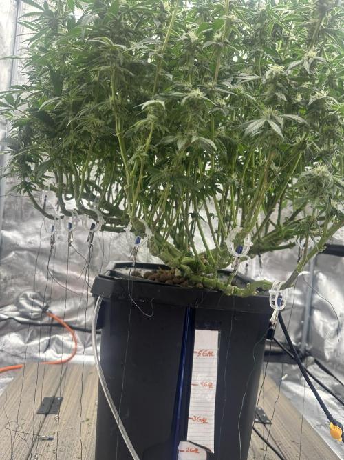 A man and his plants (Pannie). Week 11