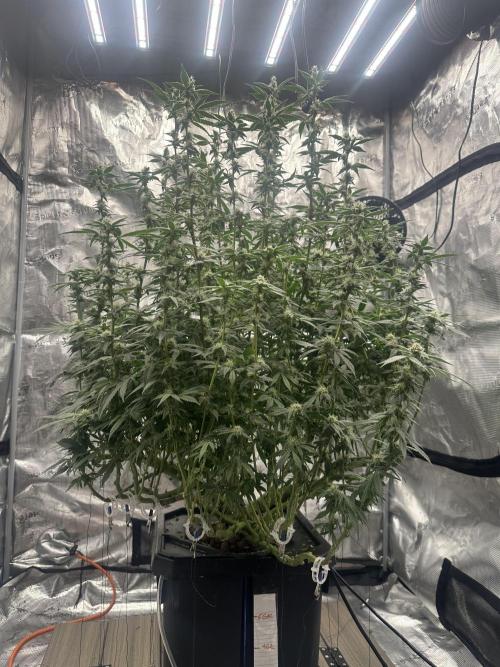 A man and his plants (Pannie). Week 11