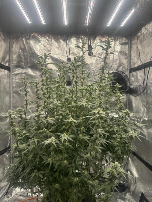 A man and his plants (Pannie). Week 11