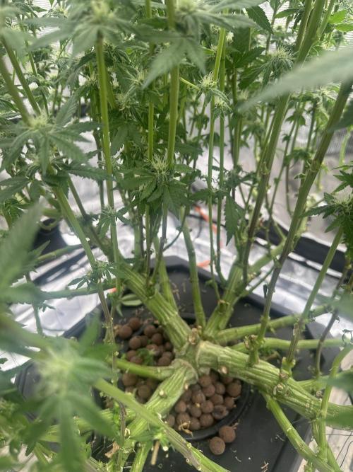 A man and his plants (Pannie). Week 11