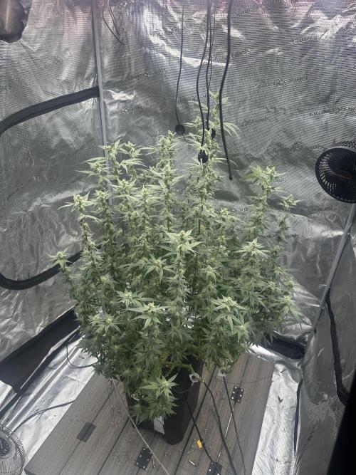 A man and his plants (Pannie). Week 11