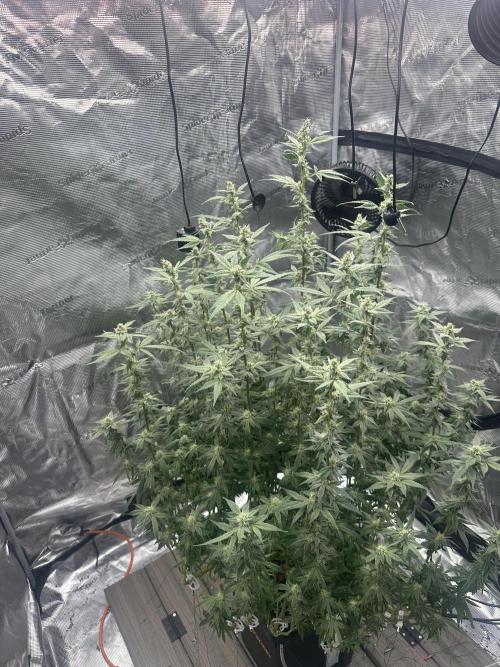 A man and his plants (Pannie). Week 11