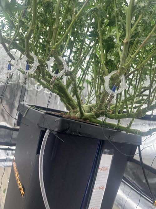 A man and his plants (Pannie). Week 11