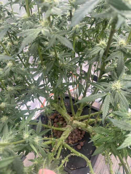 A man and his plants (Pannie). Week 11