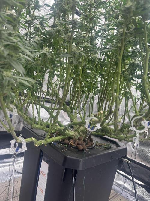 A man and his plants (Pannie). Week 11