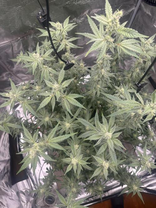 A man and his plants (Pannie). Week 11