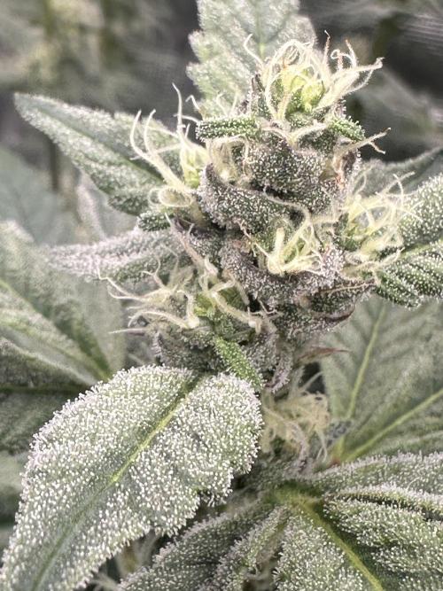 A man and his plants (Pannie). Week 11