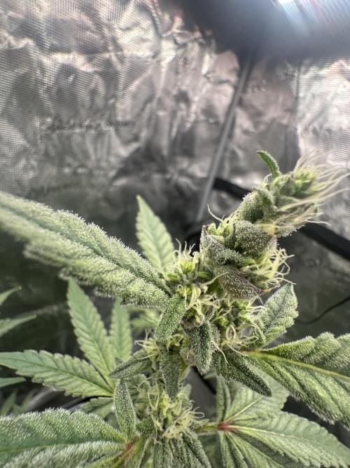 A man and his plants (Pannie). Week 13